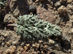 Cymopterus globosus