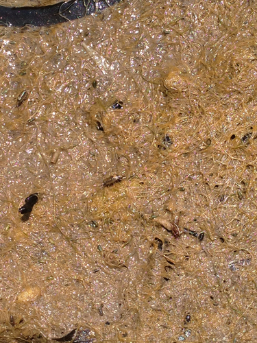 Ligia italica