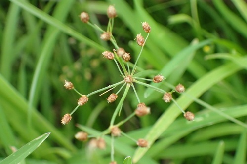 Fimbristylis littoralis iNat (1)