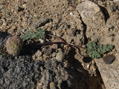 Cymopterus globosus
