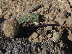 Cymopterus globosus