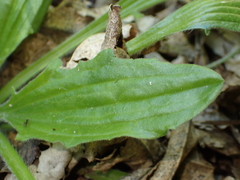 Plantago