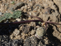 Cymopterus globosus