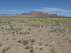 Anisocoma acaulis