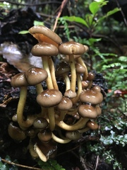 Armillaria novae-zelandiae