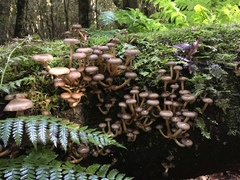 Armillaria novae-zelandiae