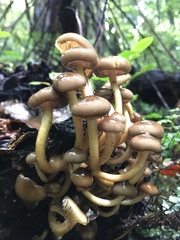 Armillaria novae-zelandiae