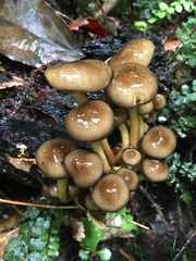 Armillaria novae-zelandiae