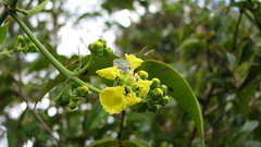 Banisteriopsis nummifera