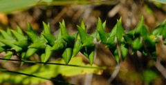 Phylica callosa