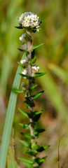 Phylica callosa