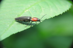 Ludioschema obscuripes