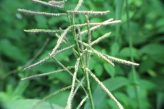 Paspalum paniculatum