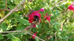 Anthophora