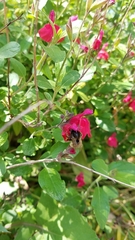 Anthophora