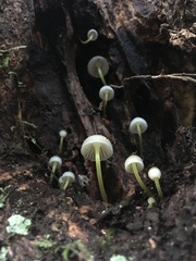 Mycena subviscosa