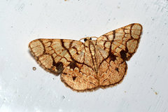 Heterostegane subtessellata