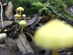 Hygrocybe cerinolutea