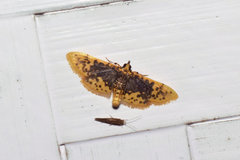Conogethes