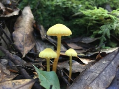 Hygrocybe cerinolutea