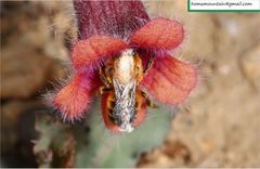 Megachile desertorum