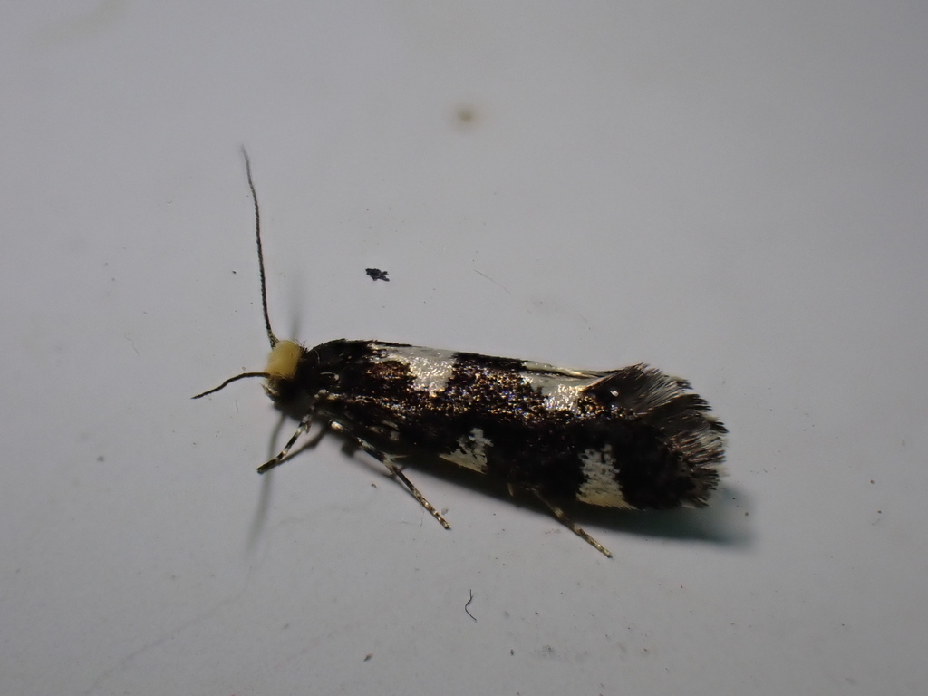 Four-spotted Clothes