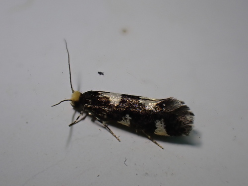 Four-spotted Clothes