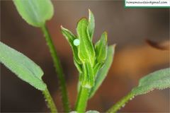 Macroglossum stellatarum
