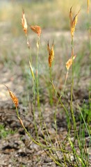 Willdenowia glomerata