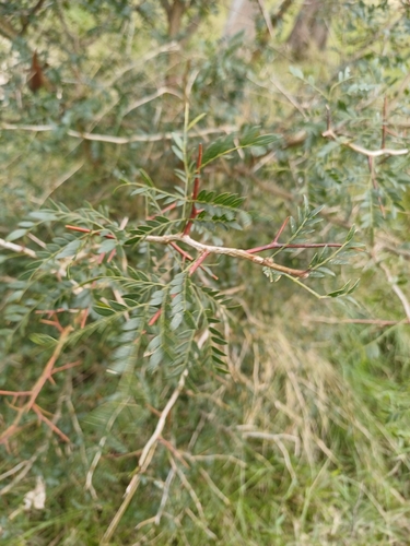 Image of Gleditsia amorphoides by (c) Agustina Medina, some rights reserved (CC BY)