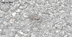 Cicindela gemmata