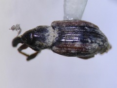 Steriphus