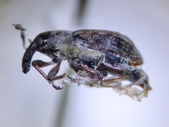 Steriphus