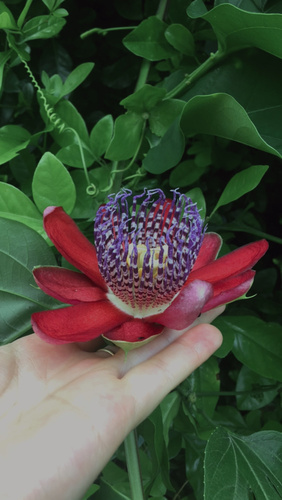 Foto de Maracujá-Doce