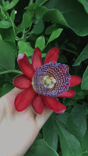 Foto de Maracujá-Doce
