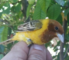 Emberiza bruniceps