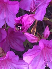 Bombus