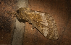 Oxycanus