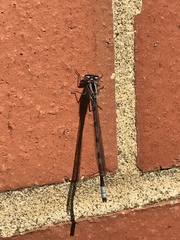 Enallagma cyathigerum