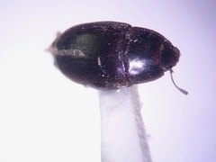 Archeocrypticus topali