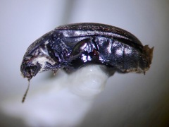 Archeocrypticus topali