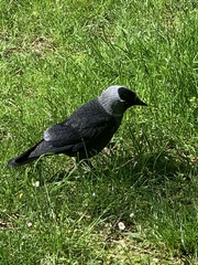 Corvus monedula