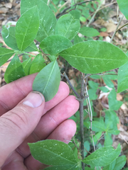 Rhododendron viscosum