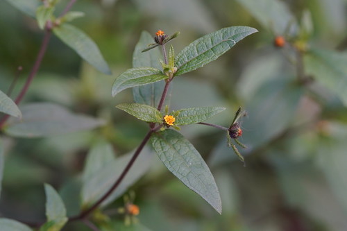 Sigesbeckia orientalis