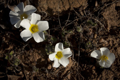Oxalis adspersa
