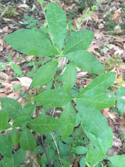 Rhododendron viscosum
