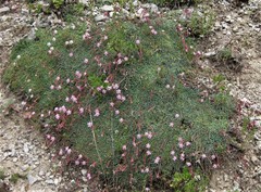 Saponaria sicula