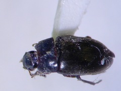 Archeocrypticus topali