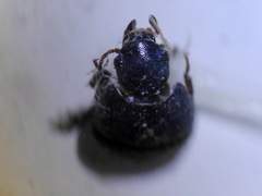 Archeocrypticus topali