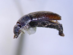 Archeocrypticus topali